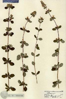 URN_catalog_HBHinton_herbarium_22159.jpg.jpg