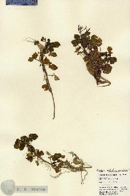 URN_catalog_HBHinton_herbarium_22165.jpg.jpg