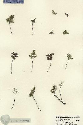 URN_catalog_HBHinton_herbarium_22198.jpg.jpg