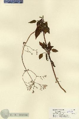 URN_catalog_HBHinton_herbarium_22429.jpg.jpg
