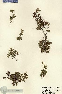URN_catalog_HBHinton_herbarium_22225.jpg.jpg