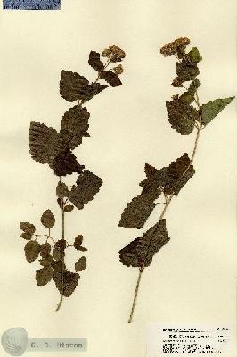 URN_catalog_HBHinton_herbarium_22435.jpg.jpg