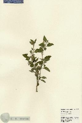 URN_catalog_HBHinton_herbarium_22227.jpg.jpg