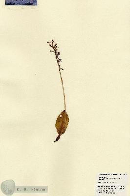 URN_catalog_HBHinton_herbarium_22450.jpg.jpg