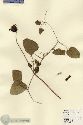 URN_catalog_HBHinton_herbarium_22459.jpg.jpg