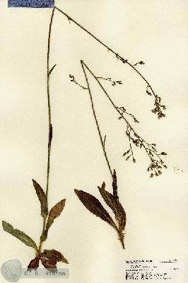 URN_catalog_HBHinton_herbarium_22295.jpg.jpg