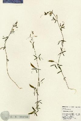 URN_catalog_HBHinton_herbarium_24021.jpg.jpg