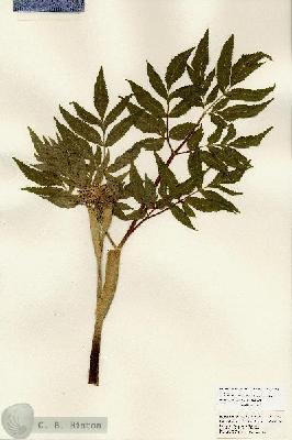 URN_catalog_HBHinton_herbarium_24023.jpg.jpg