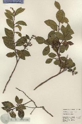 URN_catalog_HBHinton_herbarium_24030.jpg.jpg