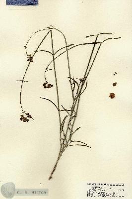 URN_catalog_HBHinton_herbarium_22351.jpg.jpg
