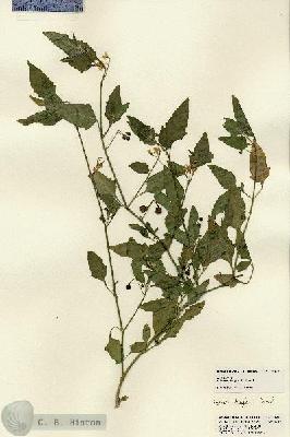 URN_catalog_HBHinton_herbarium_22352.jpg.jpg