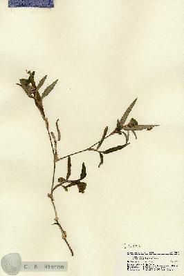 URN_catalog_HBHinton_herbarium_22377.jpg.jpg