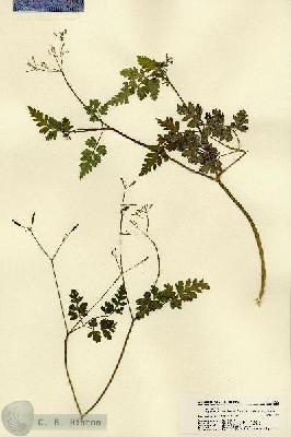 URN_catalog_HBHinton_herbarium_22388.jpg.jpg