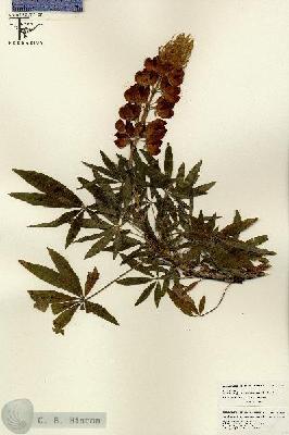URN_catalog_HBHinton_herbarium_26228.jpg.jpg