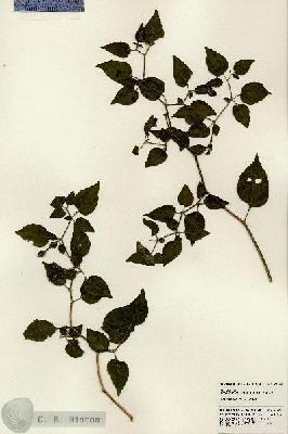 URN_catalog_HBHinton_herbarium_23896.jpg.jpg