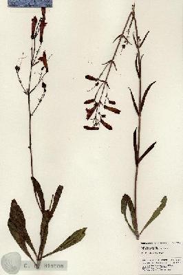 URN_catalog_HBHinton_herbarium_23916.jpg.jpg