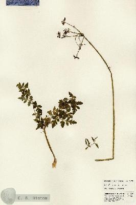 URN_catalog_HBHinton_herbarium_24074.jpg.jpg