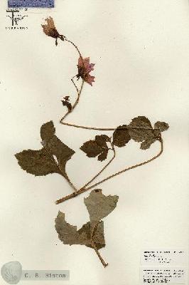 URN_catalog_HBHinton_herbarium_26246.jpg.jpg