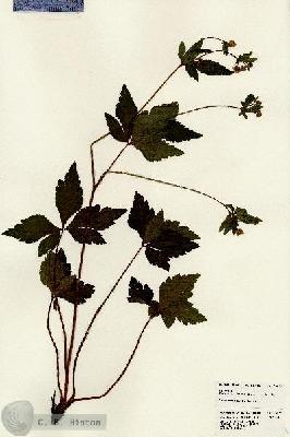 URN_catalog_HBHinton_herbarium_24075.jpg.jpg