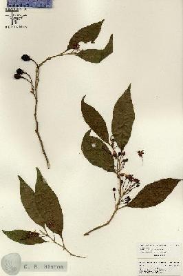 URN_catalog_HBHinton_herbarium_26251.jpg.jpg