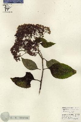 URN_catalog_HBHinton_herbarium_26268.jpg.jpg