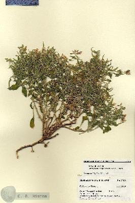 URN_catalog_HBHinton_herbarium_27428.jpg.jpg