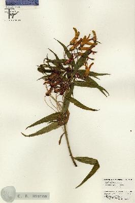 URN_catalog_HBHinton_herbarium_26295.jpg.jpg