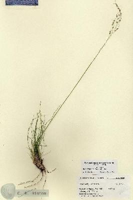 URN_catalog_HBHinton_herbarium_27416.jpg.jpg