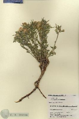URN_catalog_HBHinton_herbarium_27417.jpg.jpg