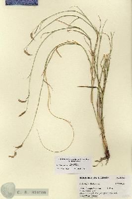 URN_catalog_HBHinton_herbarium_27420.jpg.jpg