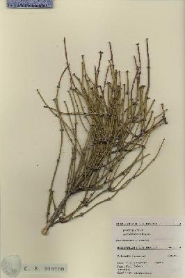 URN_catalog_HBHinton_herbarium_27424.jpg.jpg
