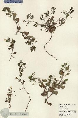 URN_catalog_HBHinton_herbarium_24119.jpg.jpg
