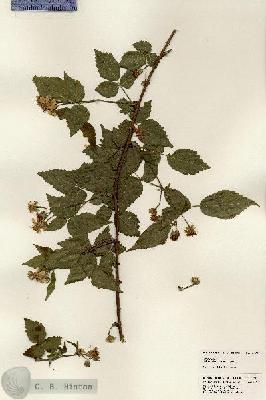 URN_catalog_HBHinton_herbarium_24087.jpg.jpg