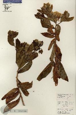 URN_catalog_HBHinton_herbarium_26474.jpg.jpg