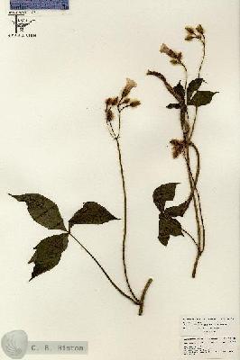 URN_catalog_HBHinton_herbarium_26478.jpg.jpg