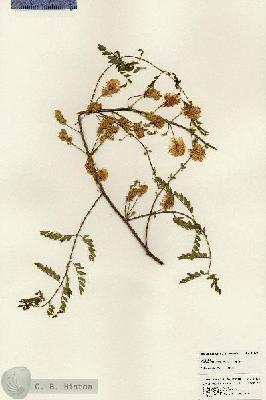 URN_catalog_HBHinton_herbarium_24108.jpg.jpg