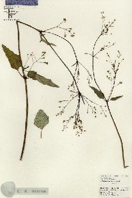 URN_catalog_HBHinton_herbarium_26486.jpg.jpg
