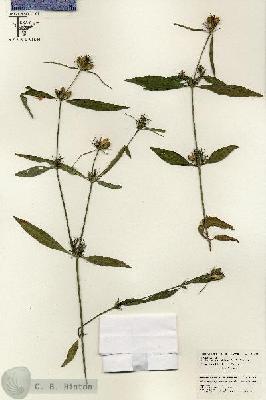 URN_catalog_HBHinton_herbarium_26493.jpg.jpg