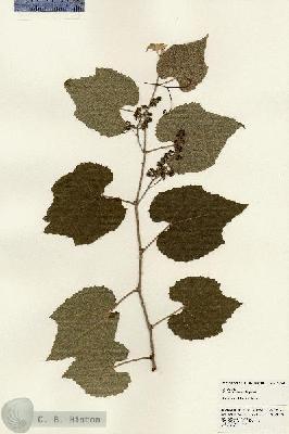 URN_catalog_HBHinton_herbarium_24141.jpg.jpg