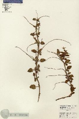 URN_catalog_HBHinton_herbarium_26495.jpg.jpg