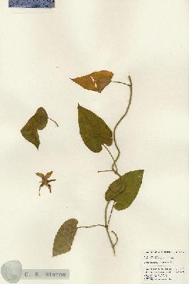 URN_catalog_HBHinton_herbarium_24152.jpg.jpg