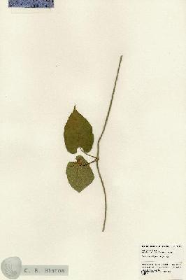 URN_catalog_HBHinton_herbarium_24181.jpg.jpg