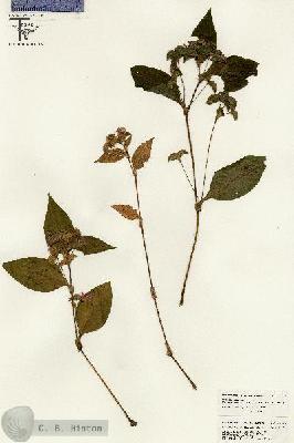 URN_catalog_HBHinton_herbarium_26359.jpg.jpg
