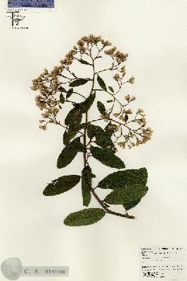 URN_catalog_HBHinton_herbarium_26407.jpg.jpg