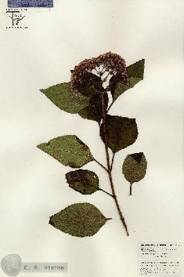 URN_catalog_HBHinton_herbarium_26410.jpg.jpg