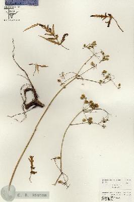 URN_catalog_HBHinton_herbarium_26414.jpg.jpg