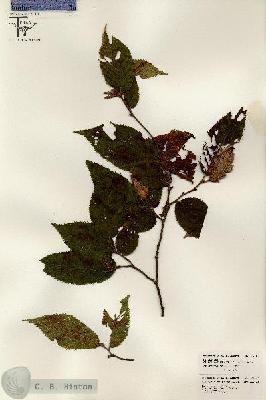 URN_catalog_HBHinton_herbarium_26415.jpg.jpg