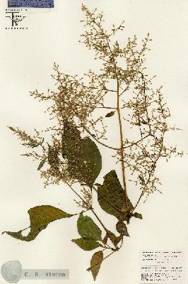 URN_catalog_HBHinton_herbarium_26427.jpg.jpg