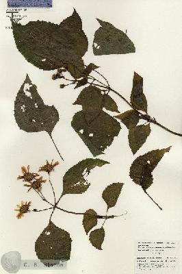 URN_catalog_HBHinton_herbarium_26433.jpg.jpg