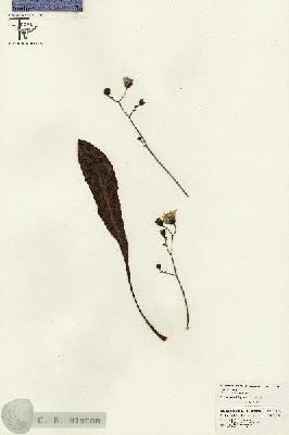 URN_catalog_HBHinton_herbarium_26446.jpg.jpg